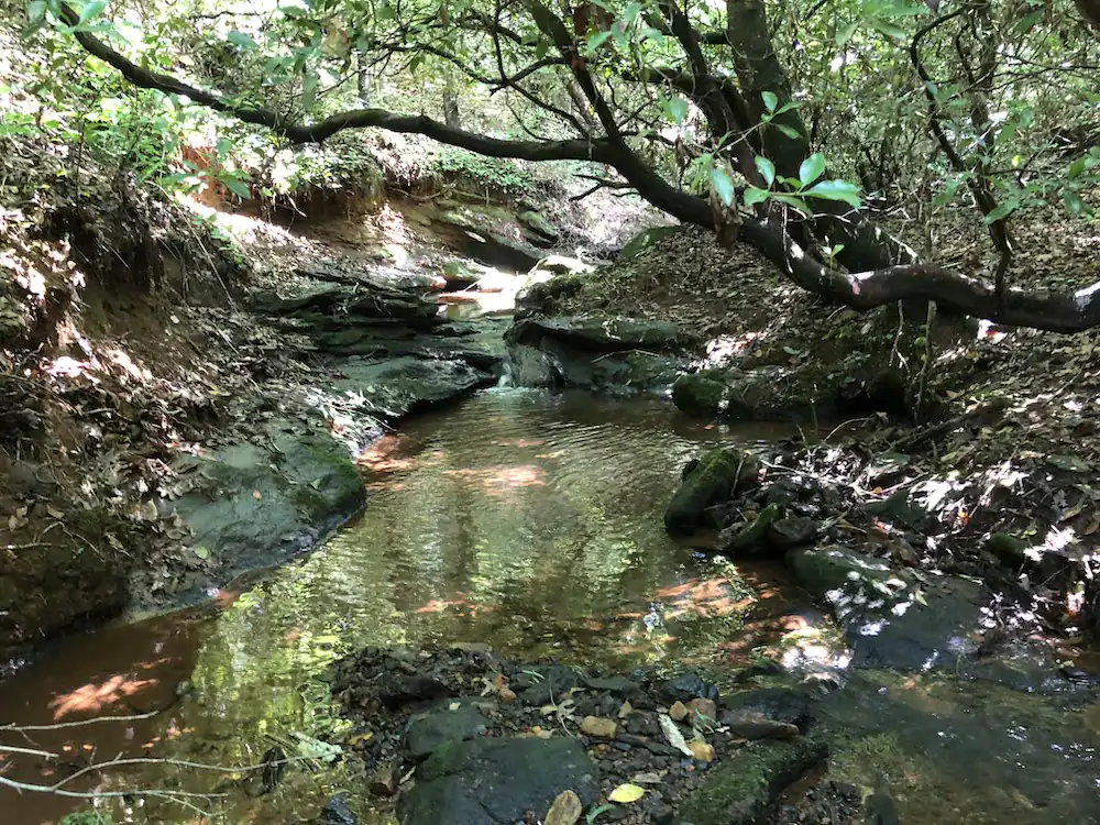 Shallow rocky forest creek flowing through shaded woodland canyon