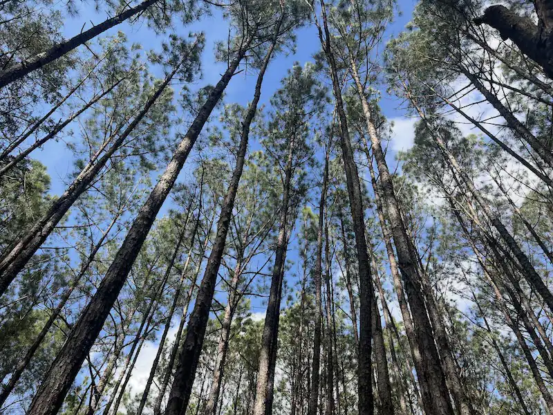 Looking up at tall pine trees against blue sky