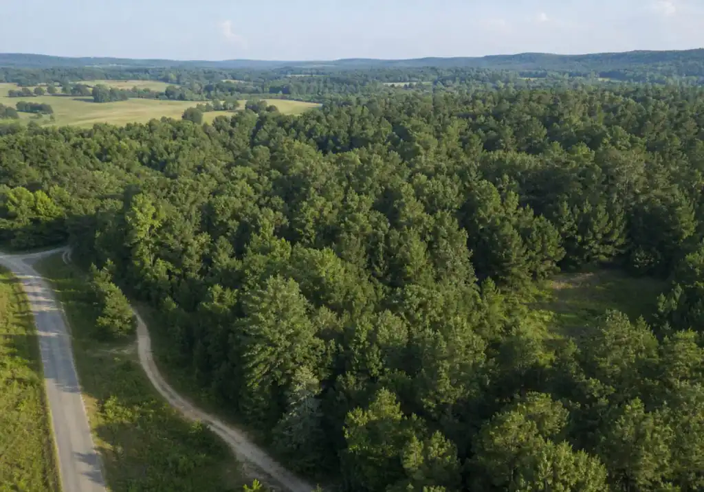 Aerial view of rural road winding through dense green forest