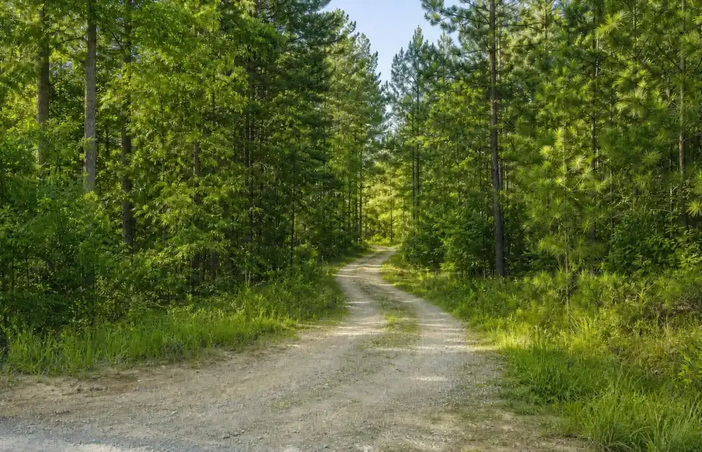 Winding dirt path through lush green pine forest